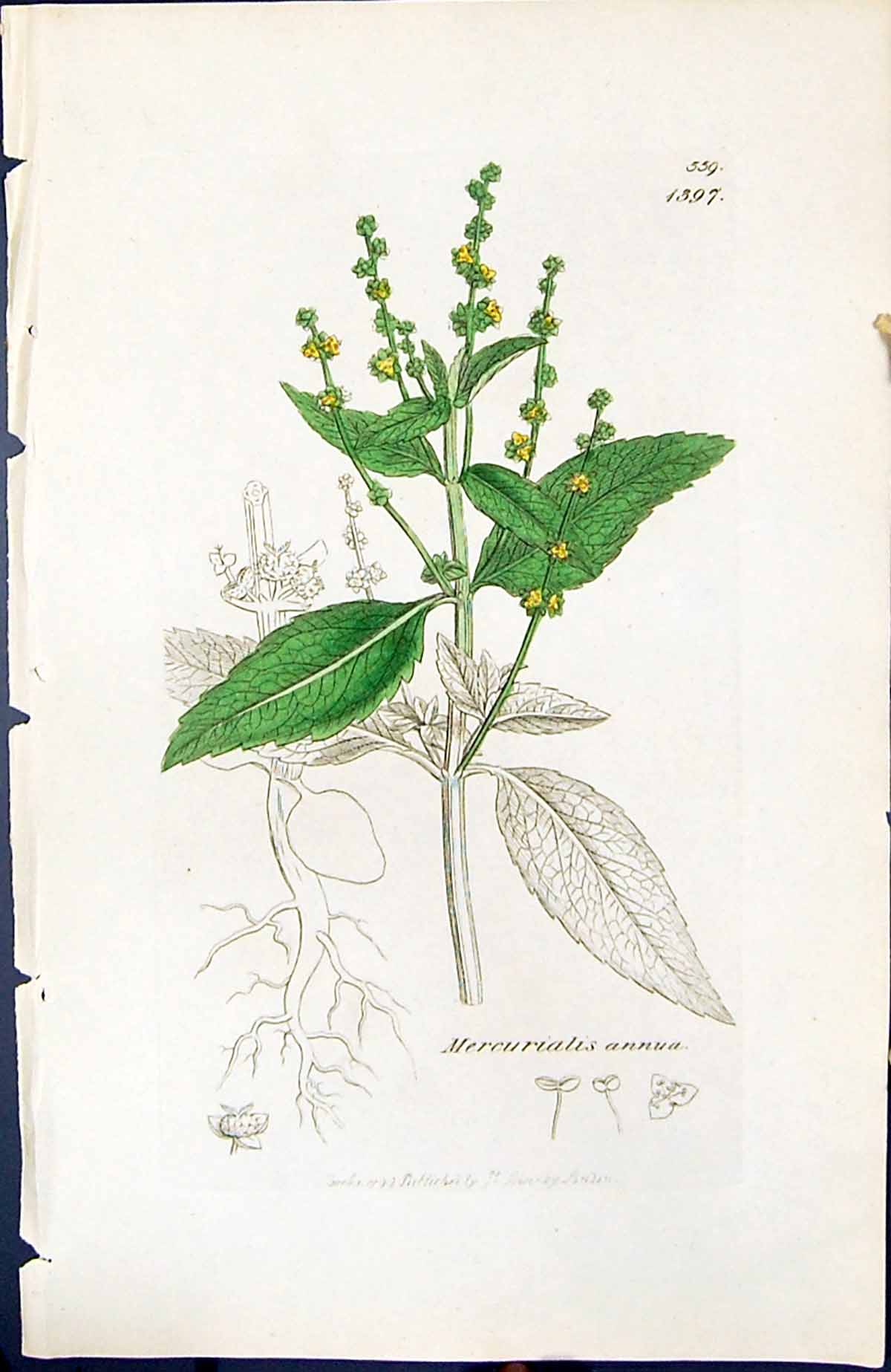 Antique Old Print Mercurialis Annua British Plants Botany 1847 Sowerby Smith