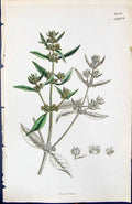 Antique Old Print Mercurialis Green British Plants Botany 1847 Sowerby Smith