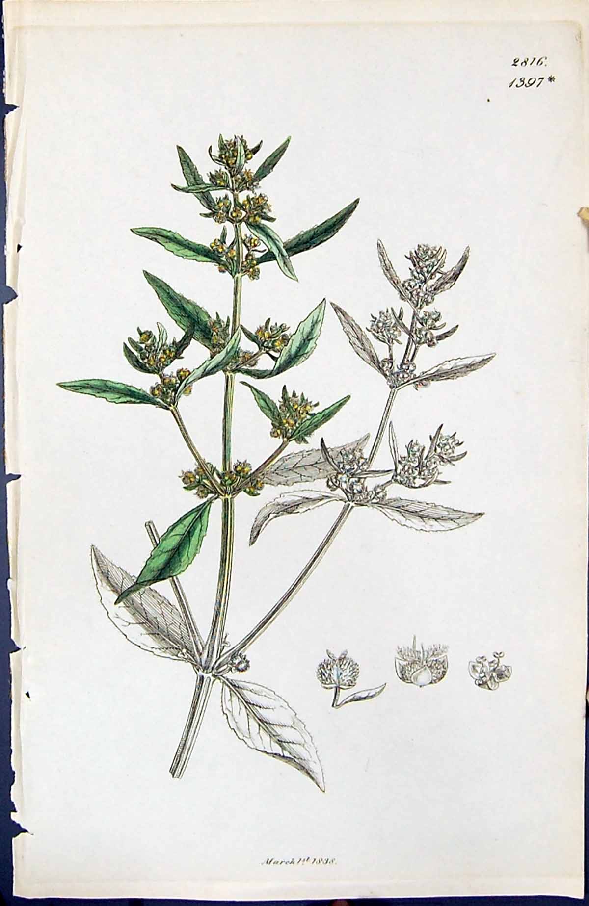 Antique Old Print Mercurialis Green British Plants Botany 1847 Sowerby Smith