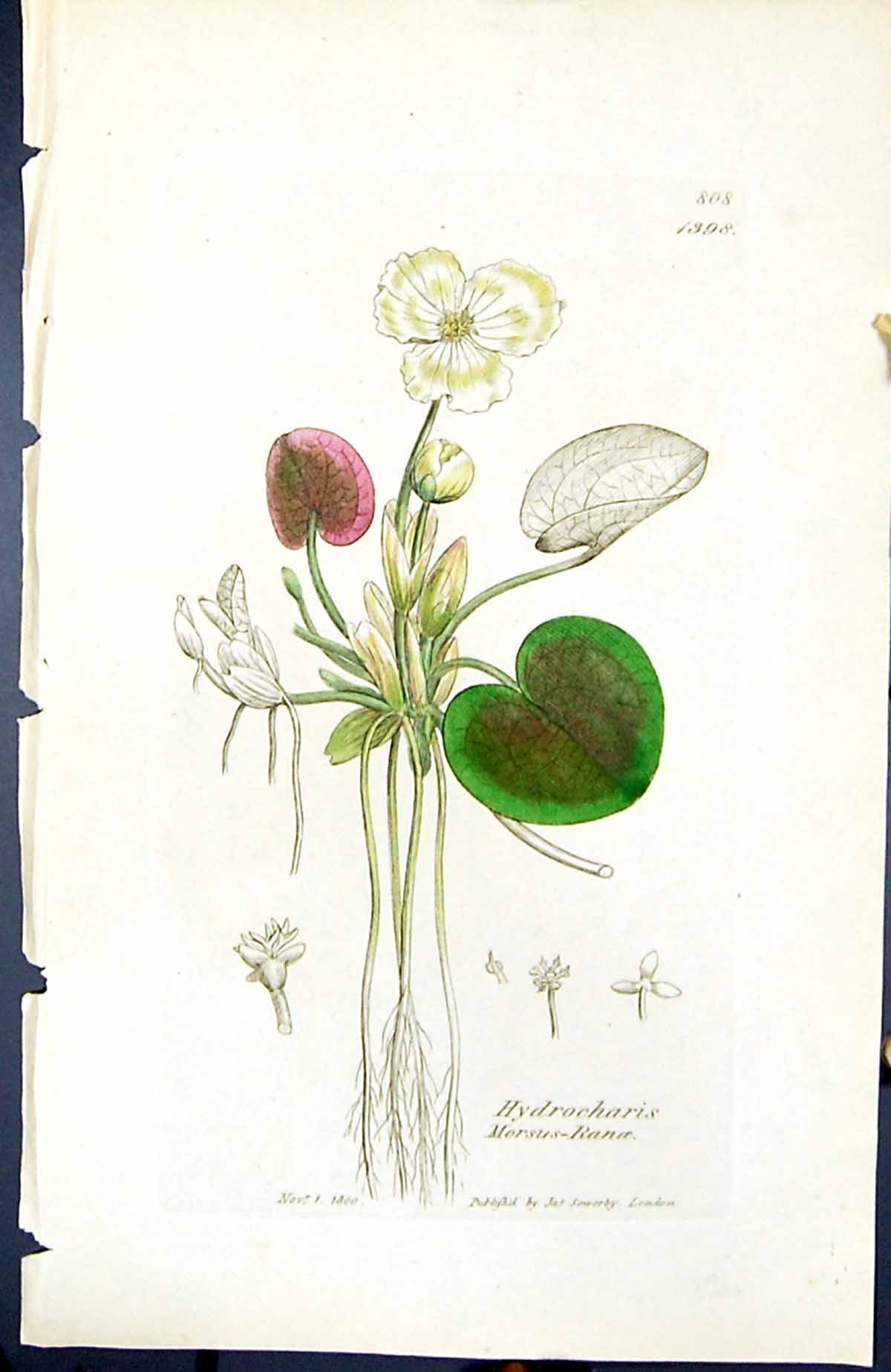 Old Hydrocharis Morsus-Ranoe British Plants Botany 1847 Sowerby Smith Victorian