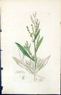 Old Atriplex Portulaccoides British Plants Botany 1847 Sowerby Smith Victorian