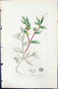 Antique Old Print Atriplex Laciniata British Plants Botany 1847 Sowerby Smith