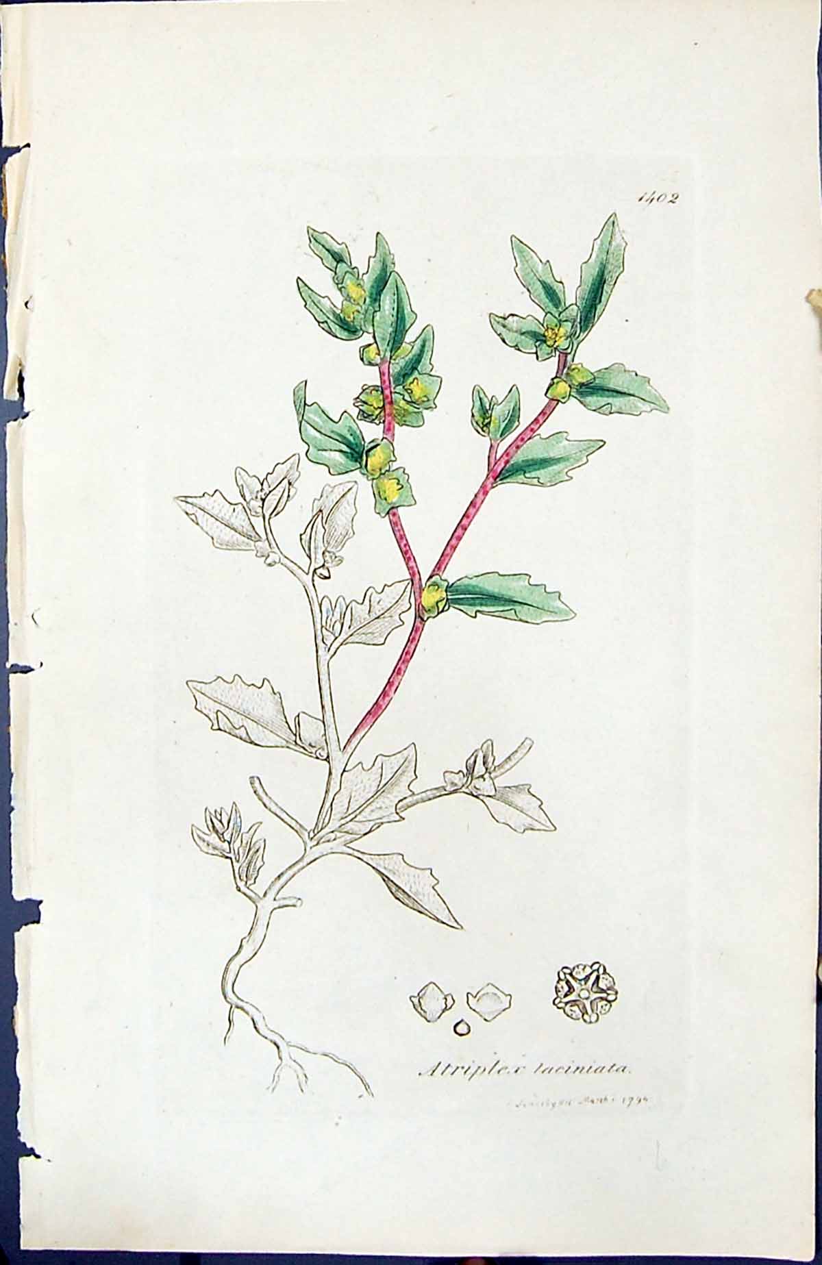 Antique Old Print Atriplex Laciniata British Plants Botany 1847 Sowerby Smith