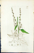 Antique Old Print Atriplex Patula British Plants Botany 1847 Sowerby Smith 19th