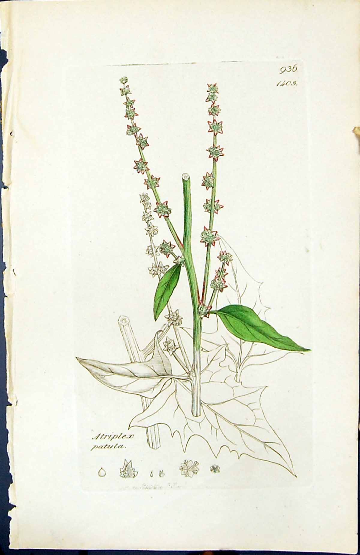 Antique Old Print Atriplex Patula British Plants Botany 1847 Sowerby Smith 19th
