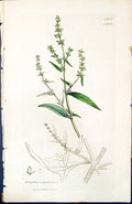 Old Print Atriplex Angustifolia British Plants Botany 1847 Sowerby Smith 19th