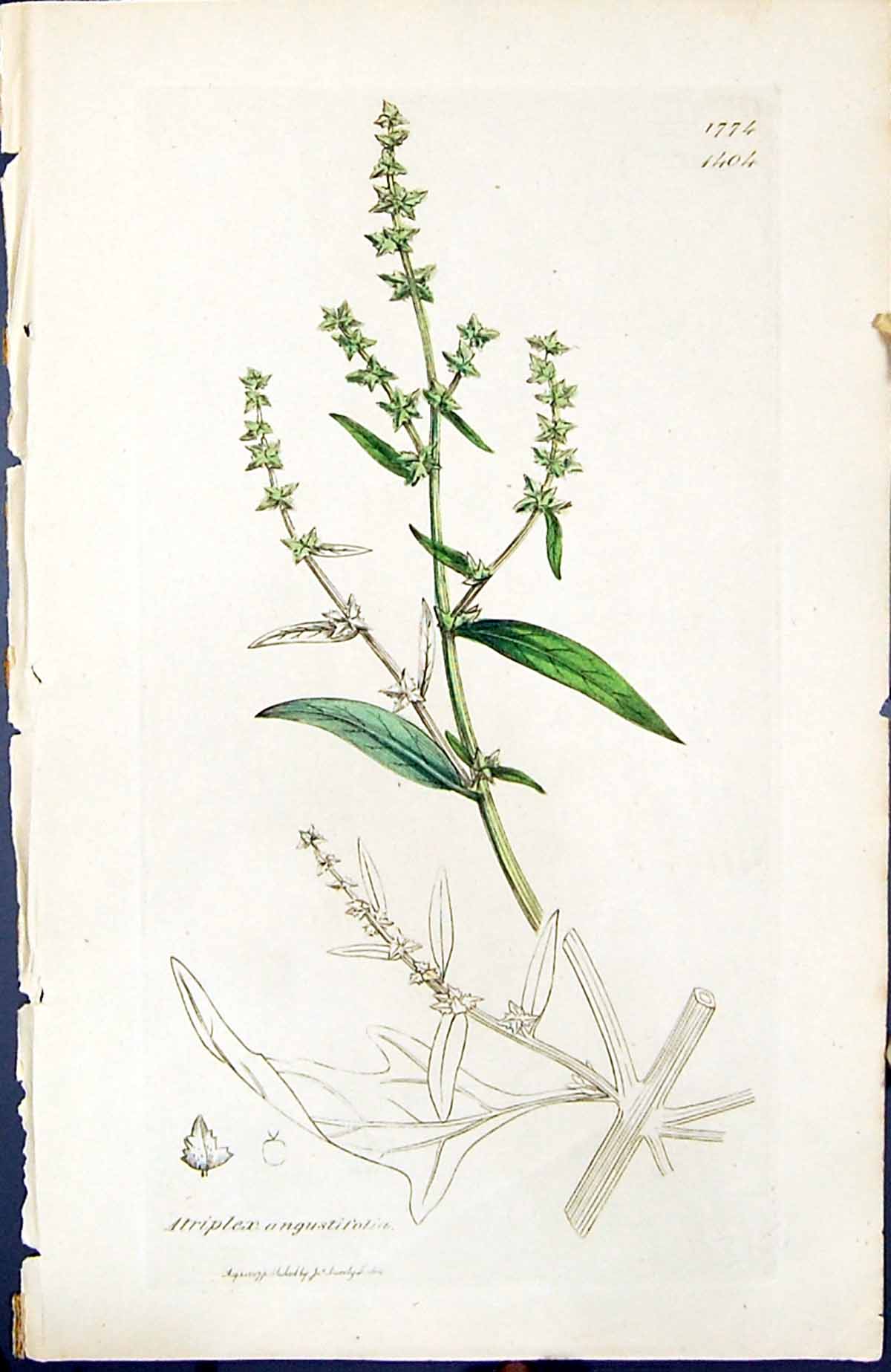 Old Print Atriplex Angustifolia British Plants Botany 1847 Sowerby Smith 19th