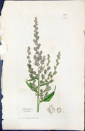 Antique Old Print Atriplex Erecta British Plants Botany 1847 Sowerby Smith 19th