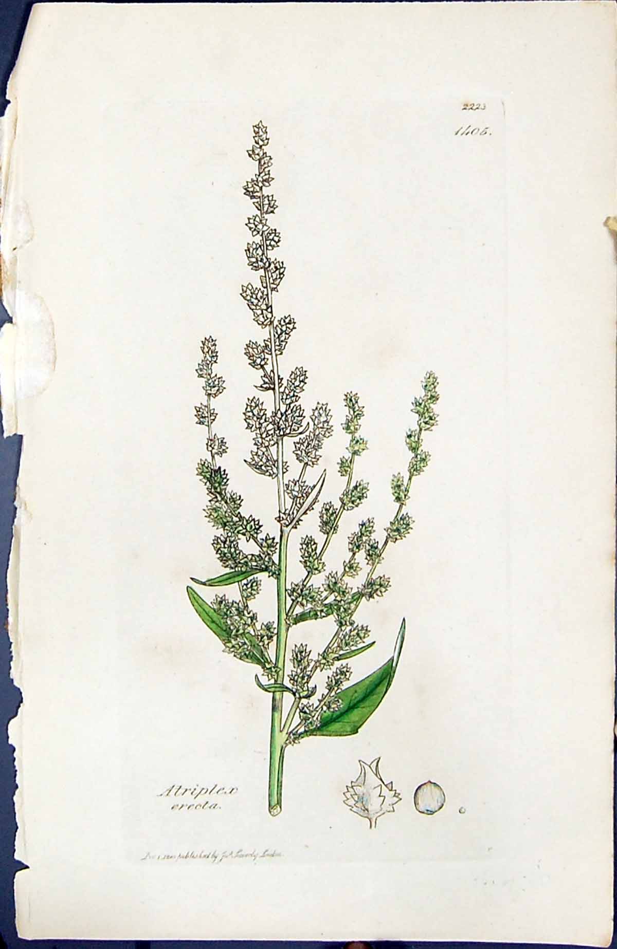 Antique Old Print Atriplex Erecta British Plants Botany 1847 Sowerby Smith 19th