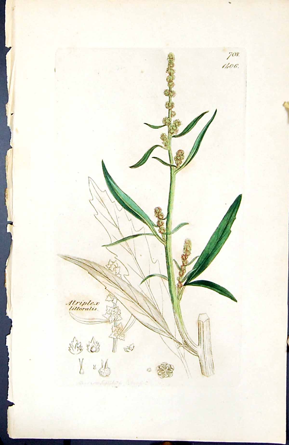 Antique Print Atriplex Littoralis British Plants Botany 1847 Sowerby Smith 19th