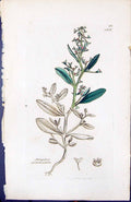 Antique Print Atriplex Pedunculata British Plants Botany 1847 Sowerby Smith