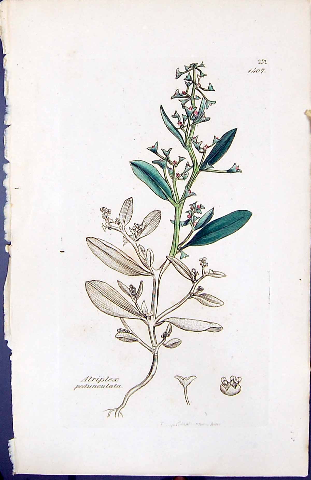 Antique Print Atriplex Pedunculata British Plants Botany 1847 Sowerby Smith