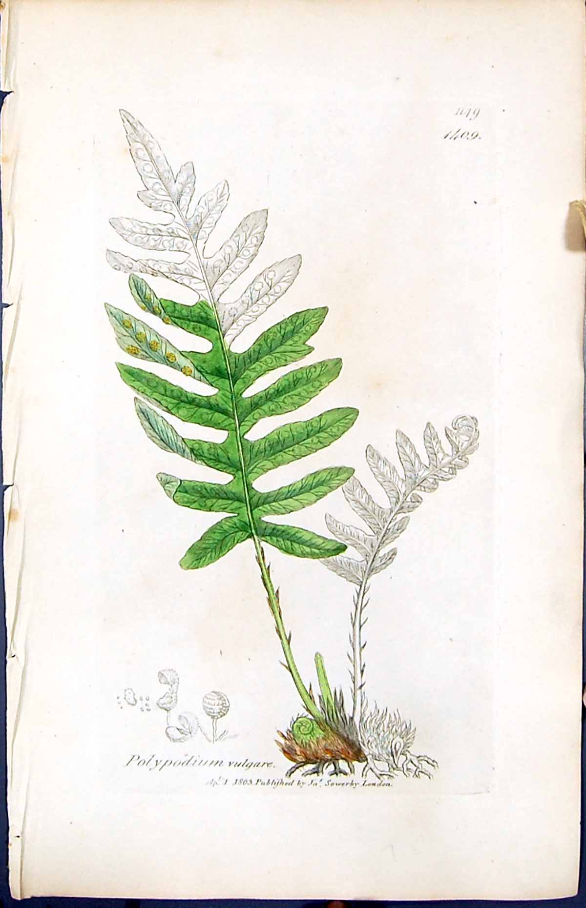 Antique Old Print Polypodium Vulgare British Plants Botany 1847 Sowerby Smith