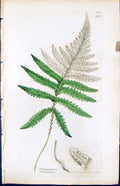 Old Print Polypodium Phegopteris British Plants Botany 1847 Sowerby Smith 19th