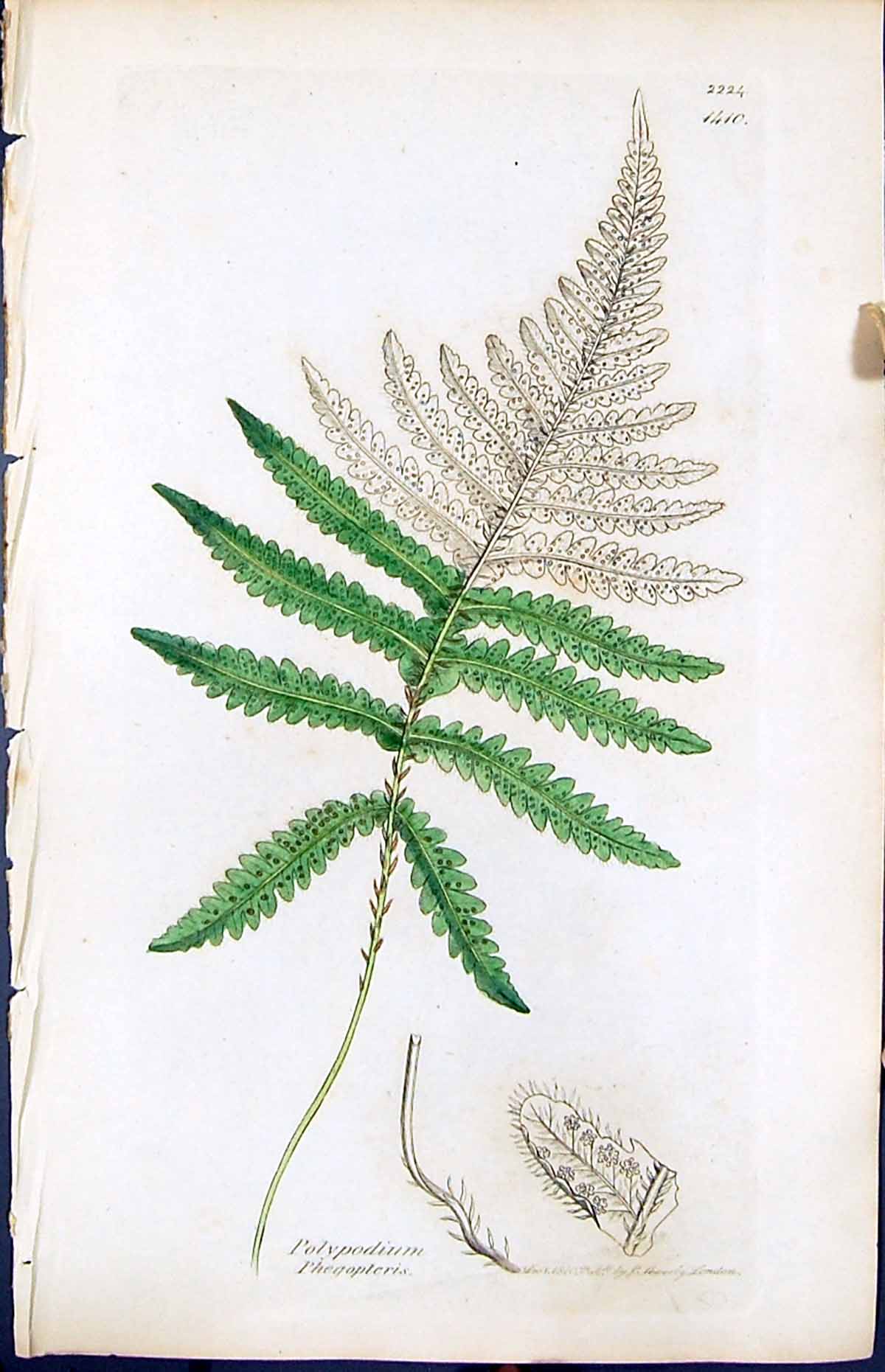 Old Print Polypodium Phegopteris British Plants Botany 1847 Sowerby Smith 19th