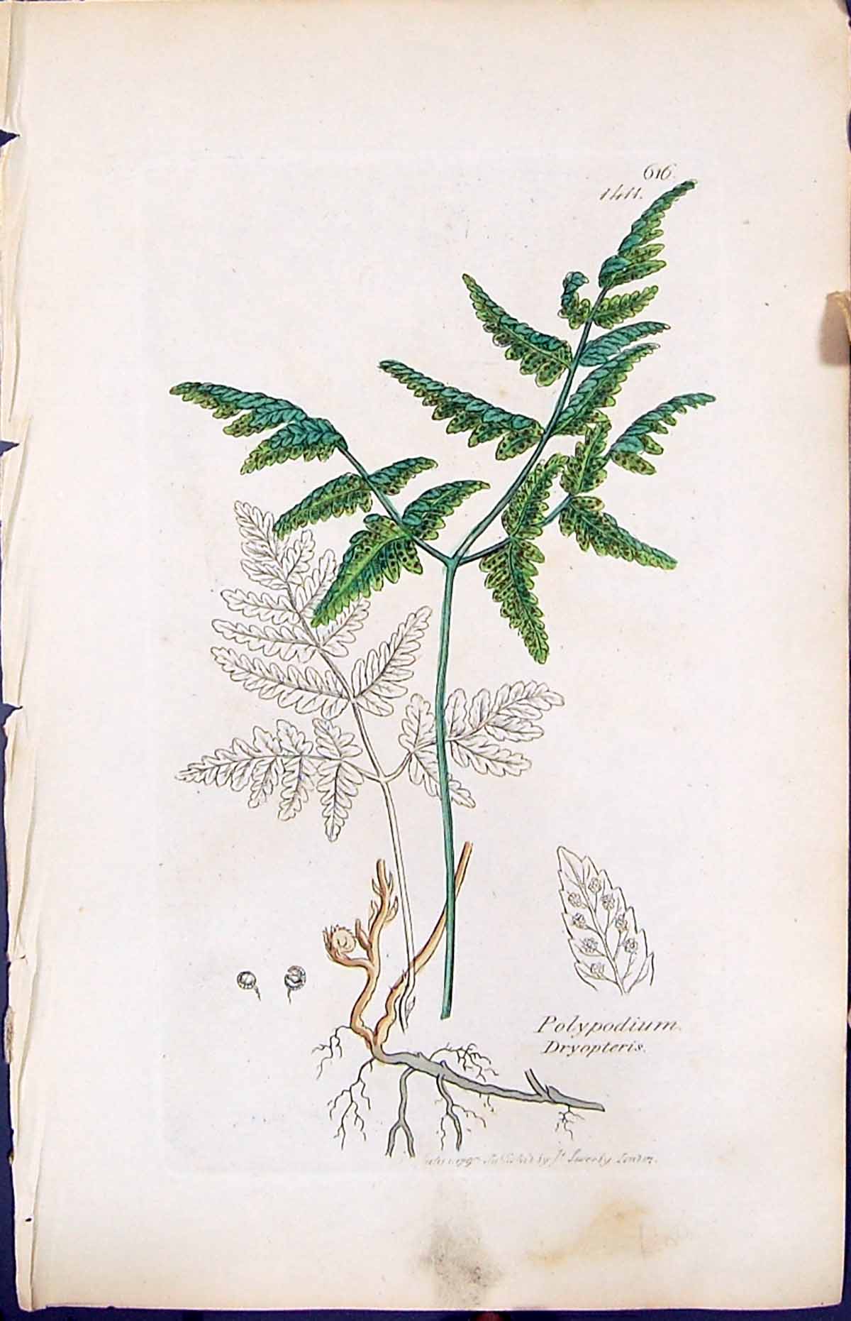 Old Print Polypodium Dryopteris British Plants Botany 1847 Sowerby Smith 19th