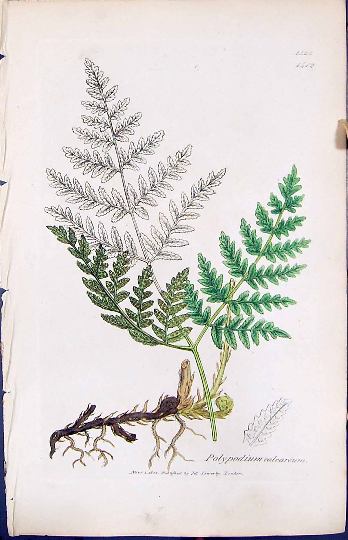 Antique Print Polypodium Calcareum British Plants Botany 1847 Sowerby Smith