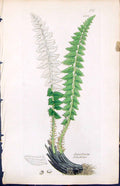 Antique Old Print Aspidium Lonchitis British Plants Botany 1847 Sowerby Smith