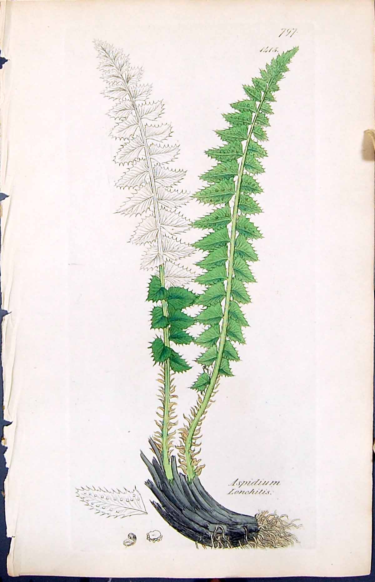 Antique Old Print Aspidium Lonchitis British Plants Botany 1847 Sowerby Smith