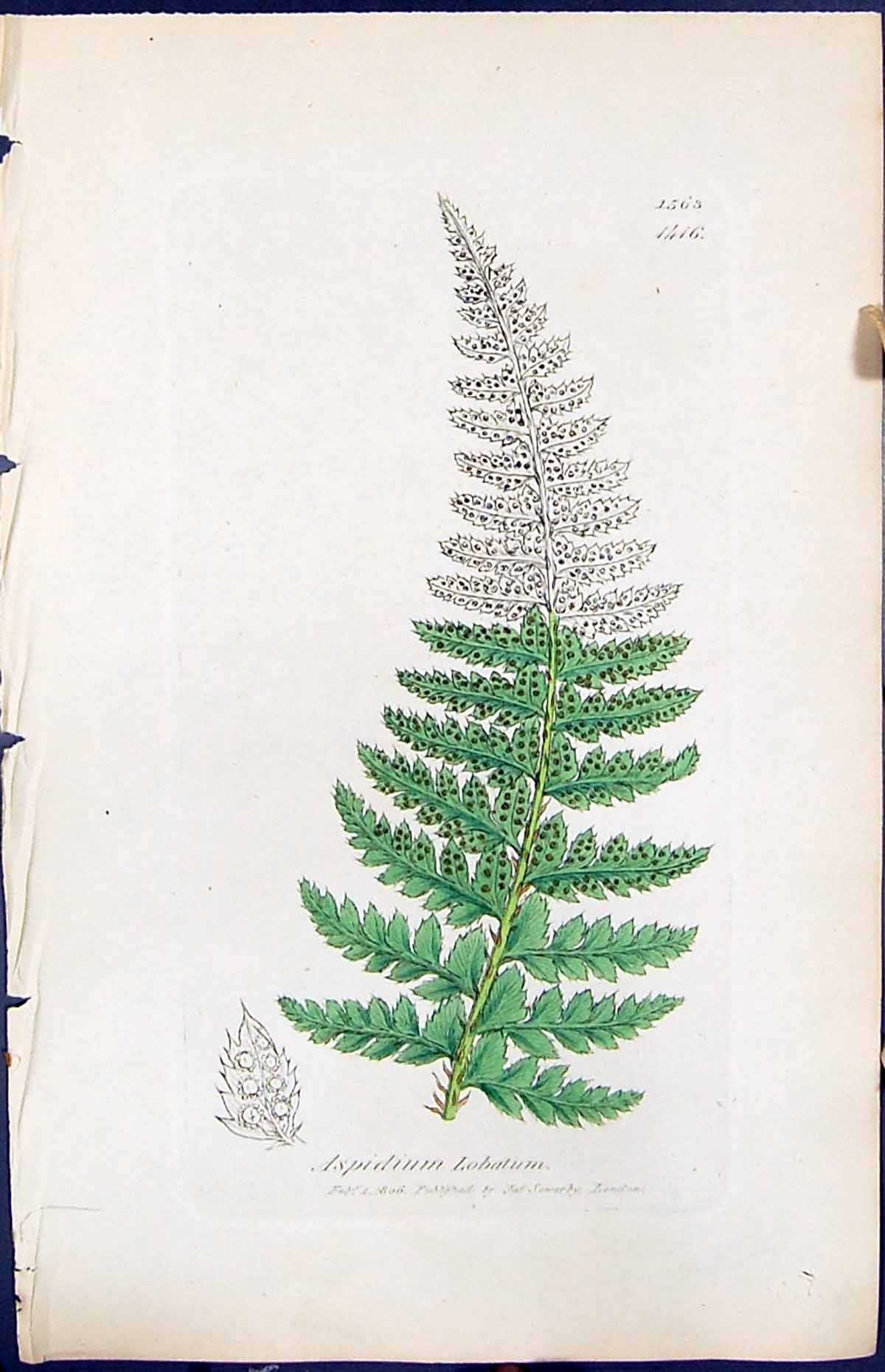 Antique Old Print Aspidium Lobatum British Plants Botany 1847 Sowerby Smith