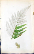 Antique Old Print Aspidium Aculeatum British Plants Botany 1847 Sowerby Smith