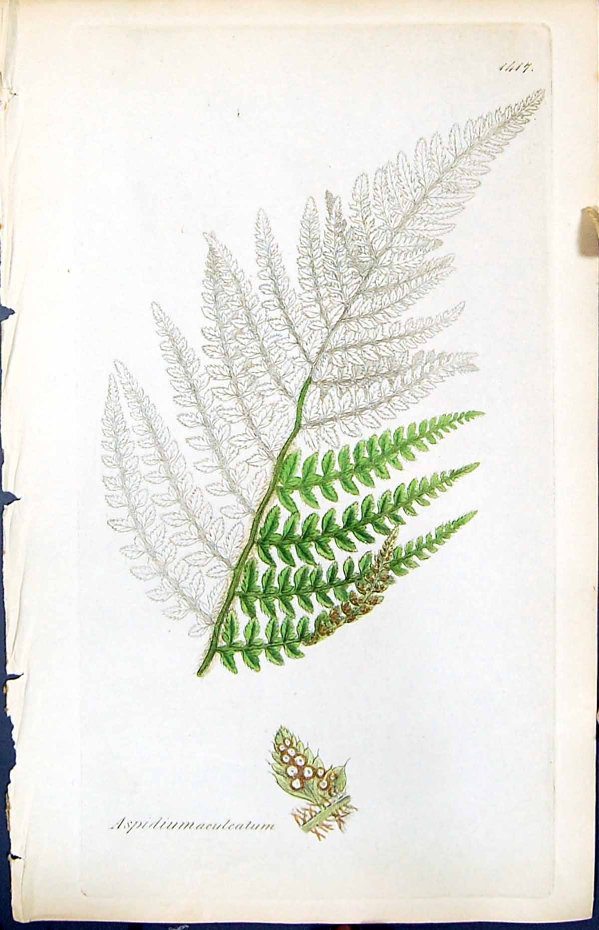 Antique Old Print Aspidium Aculeatum British Plants Botany 1847 Sowerby Smith