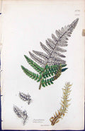 Antique Old Print Aspidium Angulare British Plants Botany 1847 Sowerby Smith
