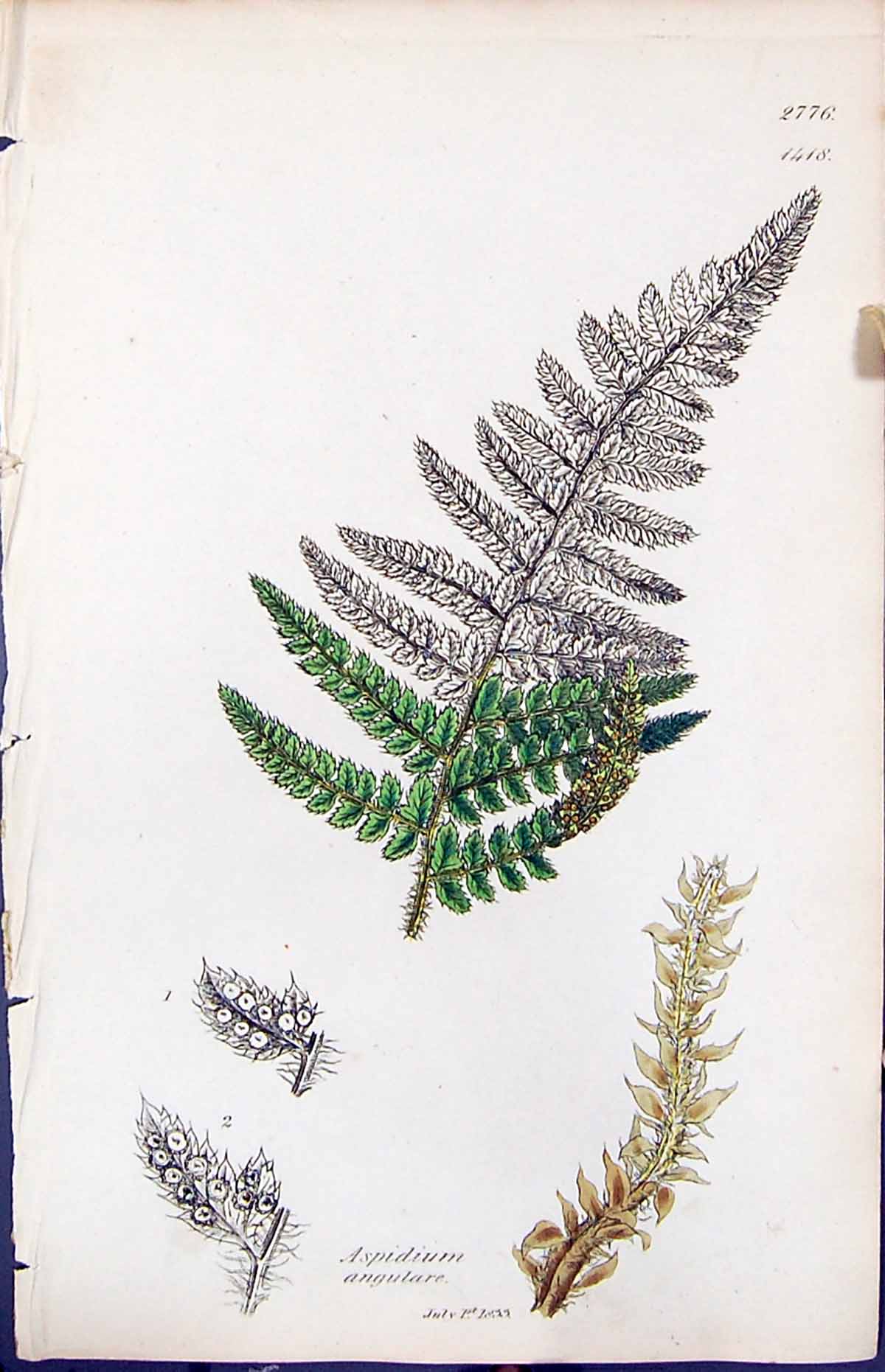 Antique Old Print Aspidium Angulare British Plants Botany 1847 Sowerby Smith