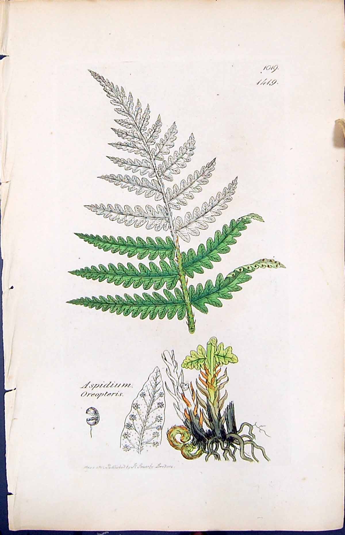 Antique Print Aspidium Oreopteris British Plants Botany 1847 Sowerby Smith 19th