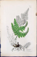 Antique Old Print Aspidium Cristatum British Plants Botany 1847 Sowerby Smith