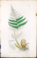 Antique Old Print Aspidium Filix Mas British Plants Botany 1847 Sowerby Smith