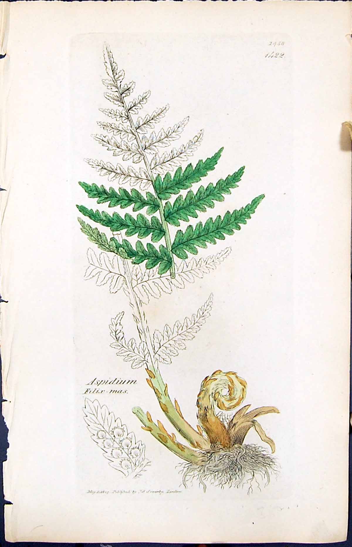 Antique Old Print Aspidium Filix Mas British Plants Botany 1847 Sowerby Smith