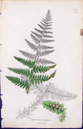Antique Old Print Aspidium Rigidum British Plants Botany 1847 Sowerby Smith