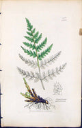 Antique Print Aspidium Spinulosum British Plants Botany 1847 Sowerby Smith 19th
