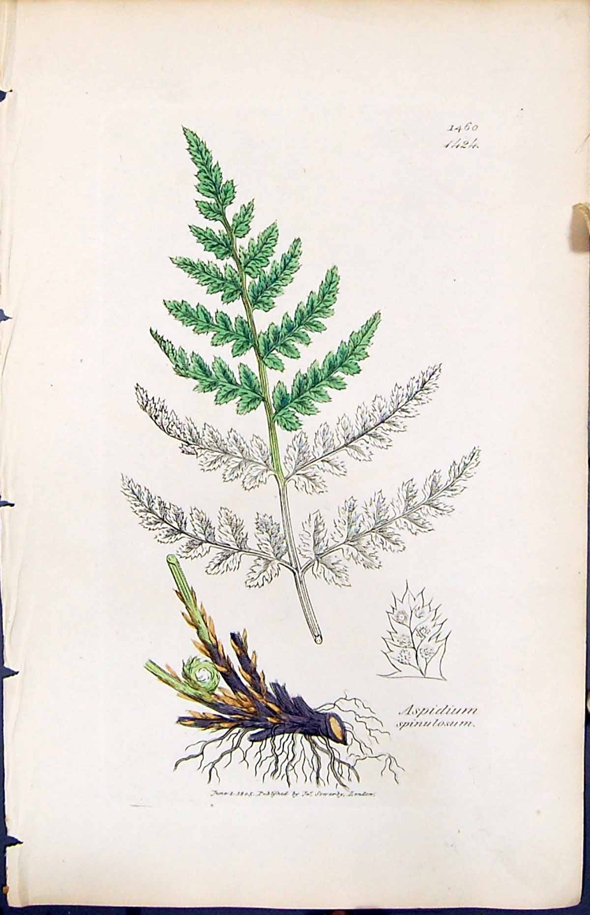 Antique Print Aspidium Spinulosum British Plants Botany 1847 Sowerby Smith 19th