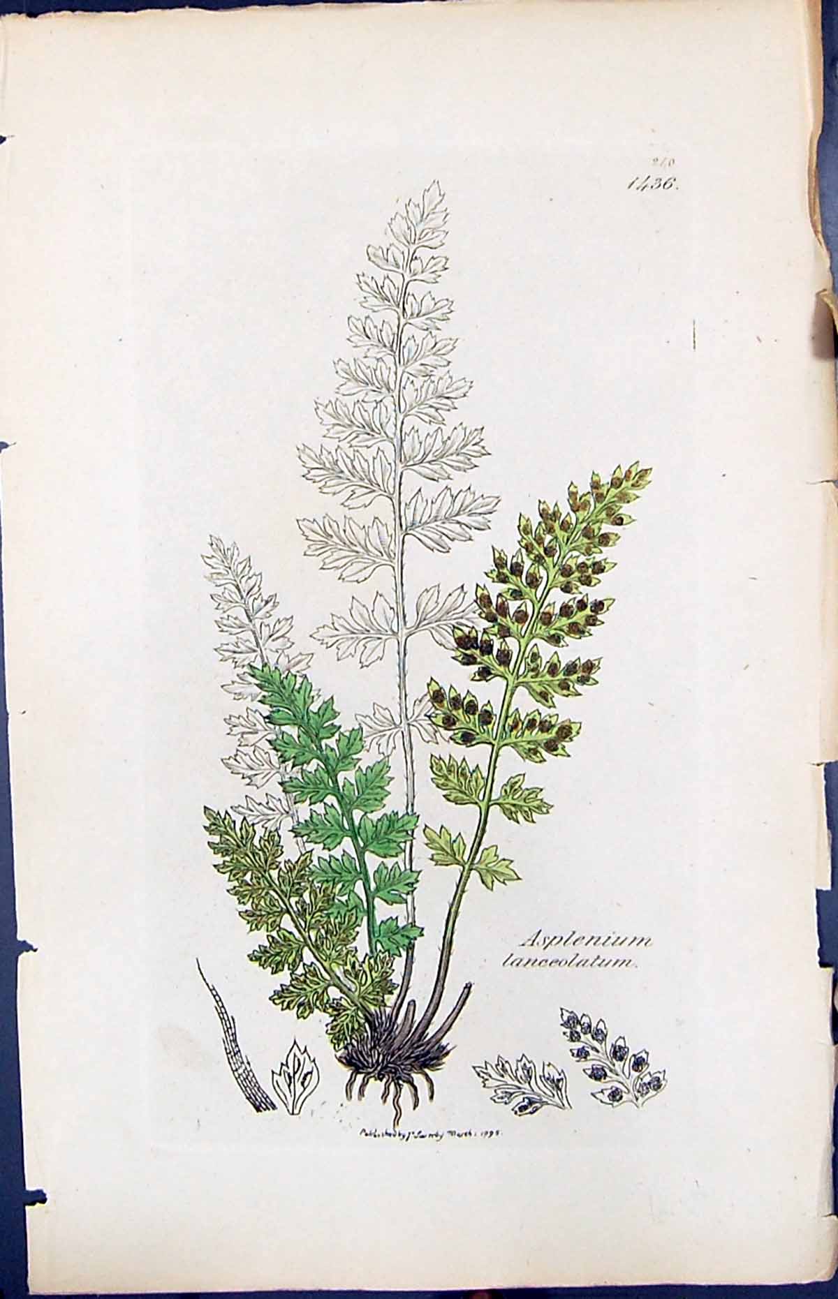 Old Print Asplenium Lanceolatum British Plants Botany 1847 Sowerby Smith 19th