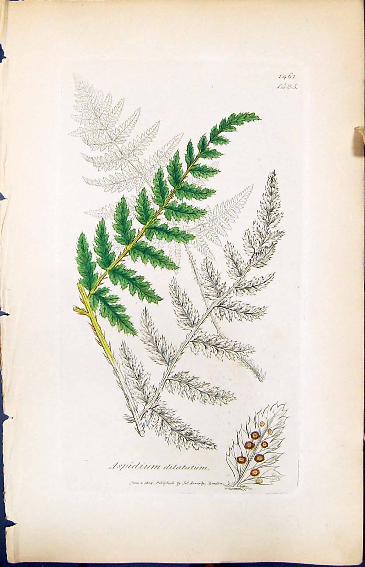Antique Old Print Aspidium Dilatatum British Plants Botany 1847 Sowerby Smith