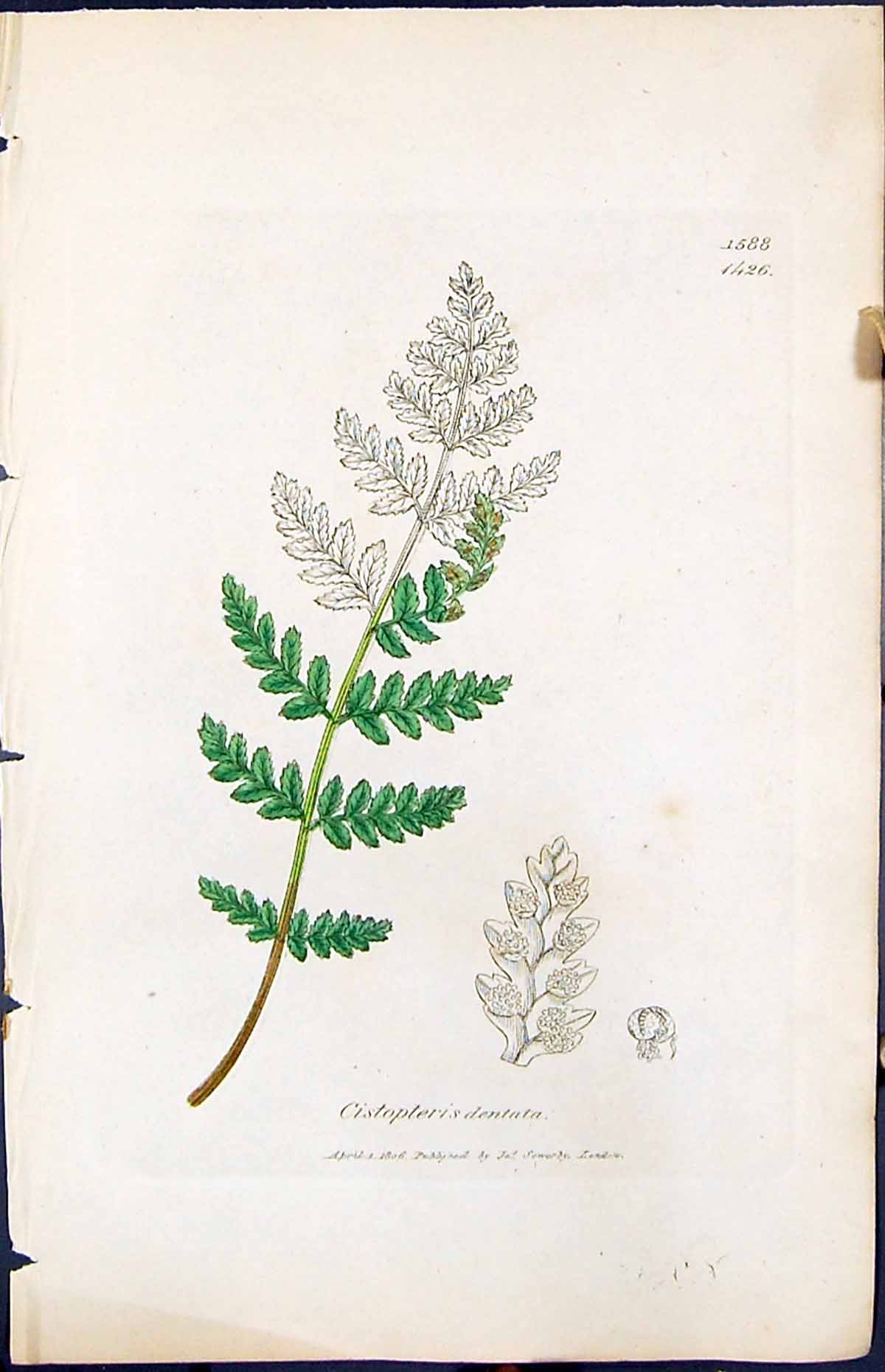 Antique Print Cistopteris Dentata British Plants Botany 1847 Sowerby Smith 19th