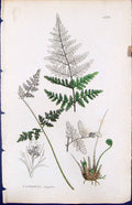 Antique Print Cistopteris Fragilis British Plants Botany 1847 Sowerby Smith
