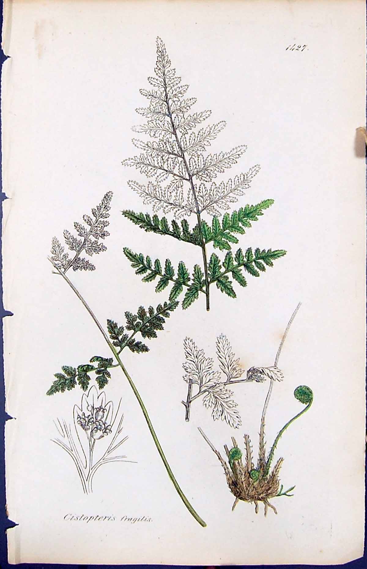 Antique Print Cistopteris Fragilis British Plants Botany 1847 Sowerby Smith