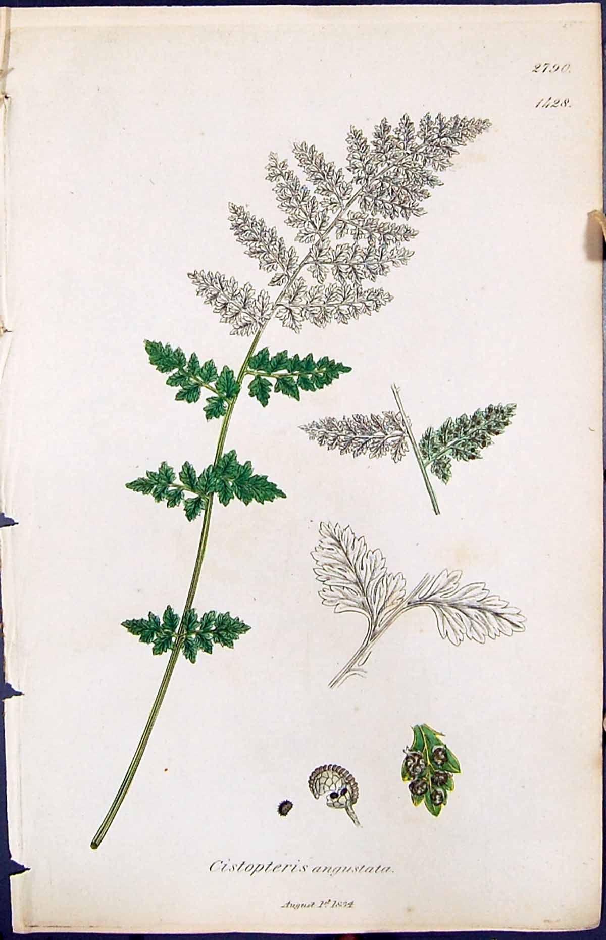 Old Print Cistopteris Angustata British Plants Botany 1847 Sowerby Smith 19th