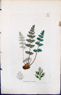 Antique Old Print Cistopteris Alpina British Plants Botany 1847 Sowerby Smith