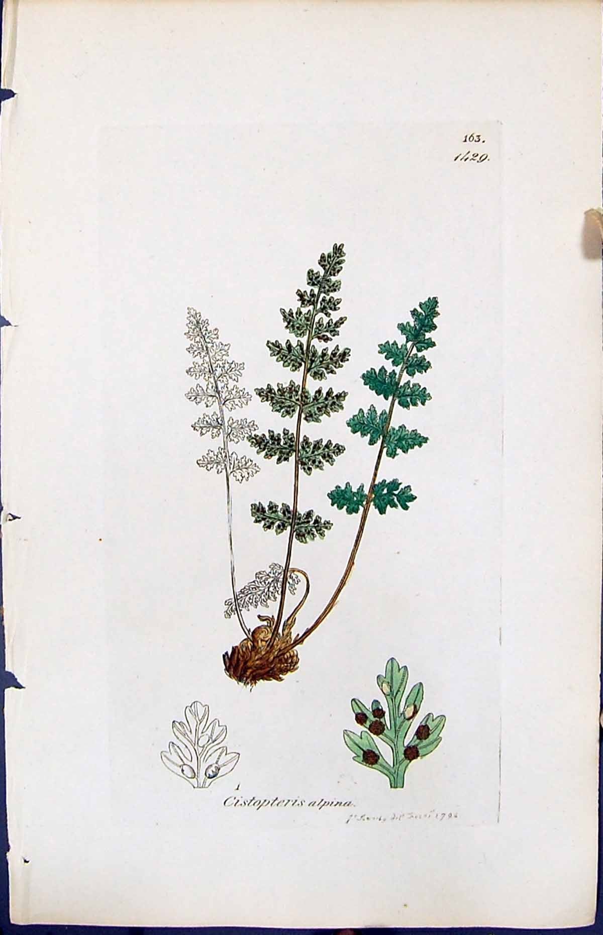 Antique Old Print Cistopteris Alpina British Plants Botany 1847 Sowerby Smith