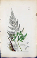 Old Asplenium Adiantum Nigrum British Plants Botany 1847 Sowerby Smit Victorian