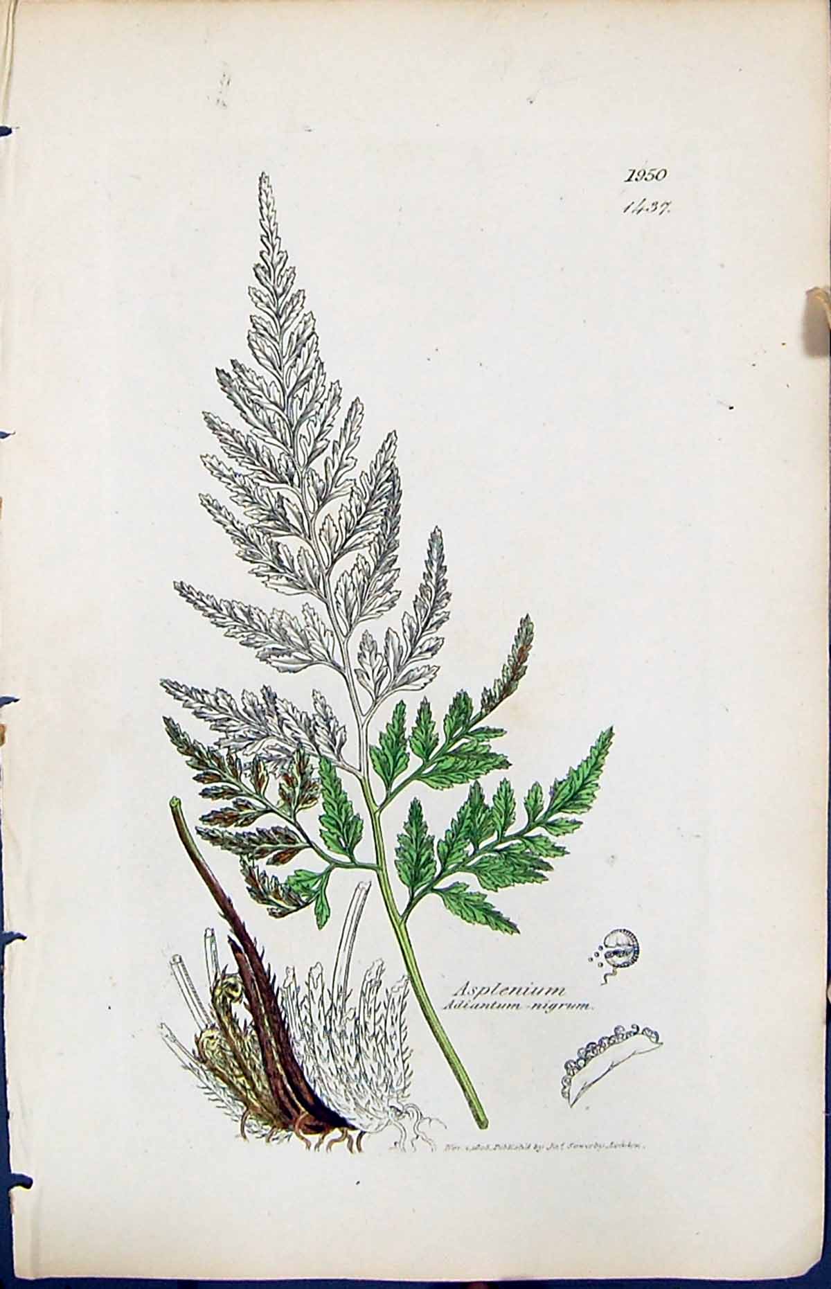 Old Asplenium Adiantum Nigrum British Plants Botany 1847 Sowerby Smit Victorian
