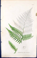Old Asplenium Filix Foemina British Plants Botany 1847 Sowerby Smith Victorian