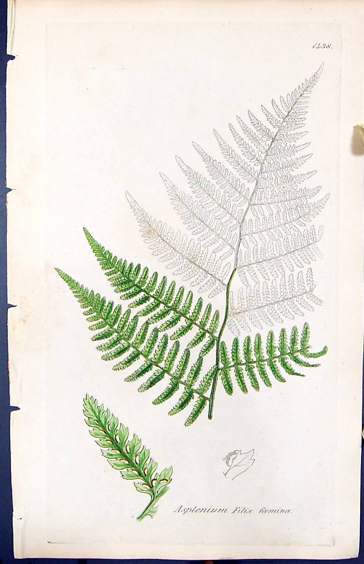 Old Asplenium Filix Foemina British Plants Botany 1847 Sowerby Smith Victorian