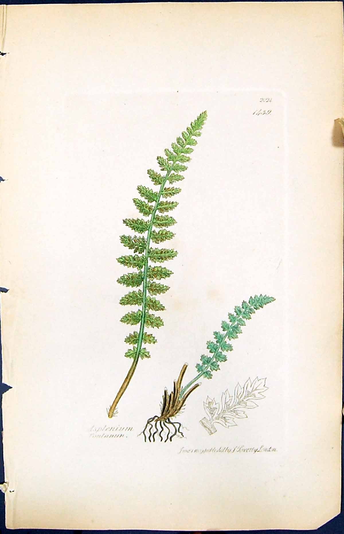 Antique Old Print Asplenium Fontanun British Plants Botany 1847 Sowerby Smith