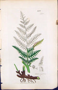 Antique Old Print Pteris Aquilina British Plants Botany 1847 Sowerby Smith 19th