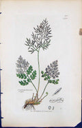 Antique Print Cryptogramma Crispa British Plants Botany 1847 Sowerby Smith 19th